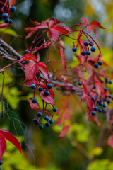 Wild grape on fence autumn collection