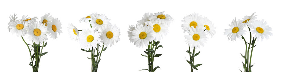 Set of beautiful chamomile flowers on white background. Banner design