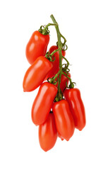 Hanging bunch of red ripe San Marzano tomatoes isolated on white background. Small oval elongated...