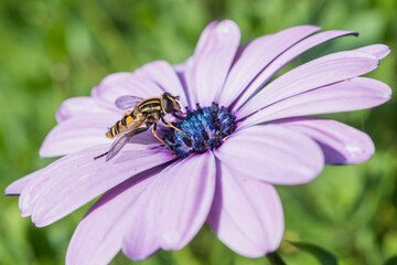 Hoverfly gathering pollen/nectar from osteospermum flower.