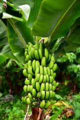 Banana tree with green fruits