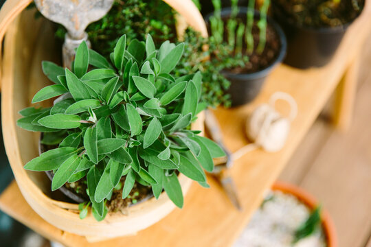 Herb plants ready to be planted in a garden
