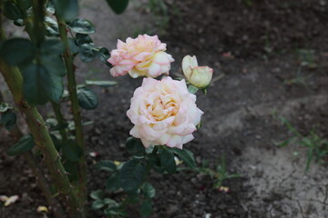 pink and white roses,  garden, flowers, white, nature, green, red, plant, bloom, beautiful, flora, bouquet, love