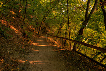 rustic autumn park outdoor environment space of golden season with dirt trail path way under tree