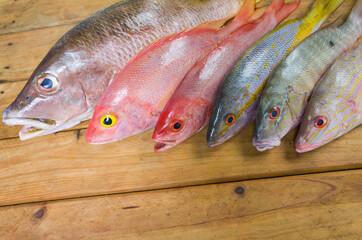 Close-up of a variety of fishes on a table. Caribbean fresh Seafood include snappers variety