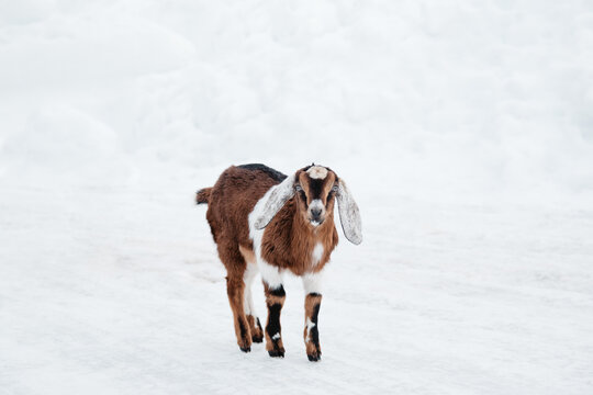 Brown baby goat standing in snow.