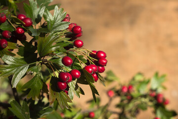 Ripe hawthorn berries, hawthorn branches on wooden background. Useful medicinal plants