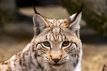 portrait of a lynx close-up. Lynx lynx.