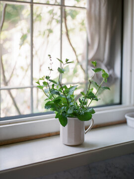 Fresh mint bouquet in porcelain cup on windowsill
Fresh mint bo