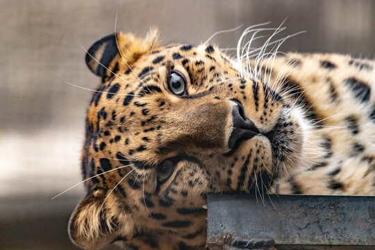 Portrait of a leopard lying on its side on the deck. close up.