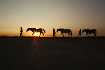 Fototapeta na wymiar Pferdesilhouette im Sonnenuntergang