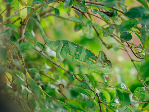 green chameleon (Chamaeleo calyptratus)