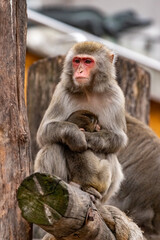 A female Japanese macaque embraces a cub. Macaca fuscata.