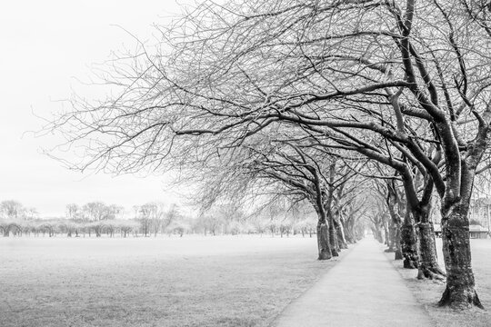 Trees Along Coronation Walk In The Meadows, Edinburgh