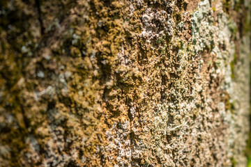 Tree bark close up texture background