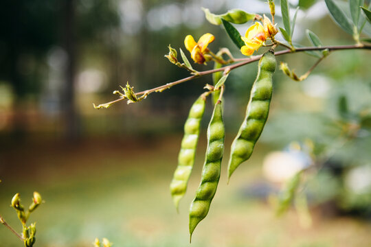 Pigeon Peas in Home Garden