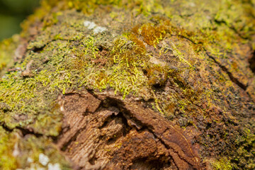 Tree bark close up texture background