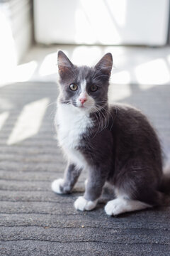 cute grey and white kitten on mat in kitchen