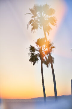 Beautiful, abstract palm trees through prism