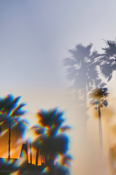 Trippy palm trees