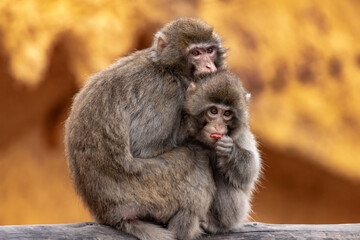 Naklejka premium A female Japanese macaque embraces a cub. Macaca fuscata.