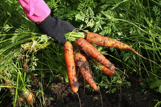 Hands in earth-stained gloves hold a bunch of fresh orange carrots plucked from the ground of a greenhouse bed.Image of vegetables in the backyard illuminated by the sun.The concept of vitamins.Russia