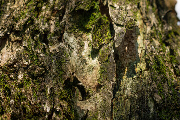 Tree bark close up texture background