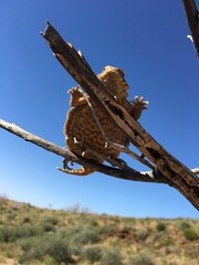 under horned lizard