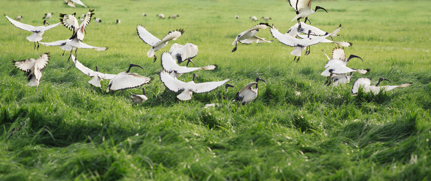Sacred ibis flock taking flight in open field