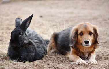 Dog And Rabbit