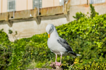 California gull