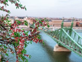 Branch of blooming cherry in Budapest with Liberty bridge over Danube on a bokeh background.