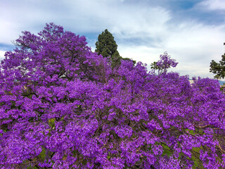 an aerial view of purple jacaranda trees and tall green pine trees and green grass at Old Town Park...