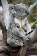 Koala Sitting On A Tree
