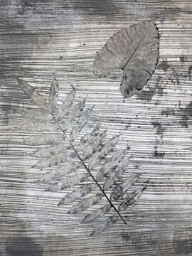 Imprint of fern and water lily leaves on a concrete
