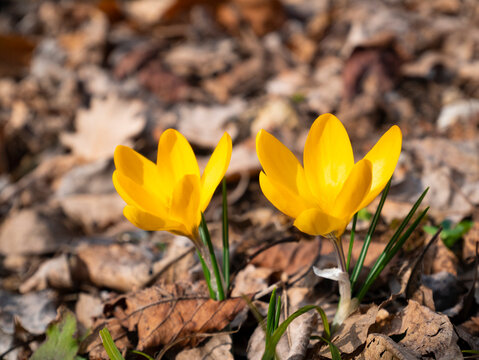 Yellow flowers, snow crocus, golden corcus, Crocus chrysanthus officinal plant macro photography