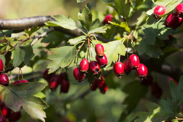 Ripe hawthorn berries grow on a bush, hawthorn branches. Useful medicinal plants