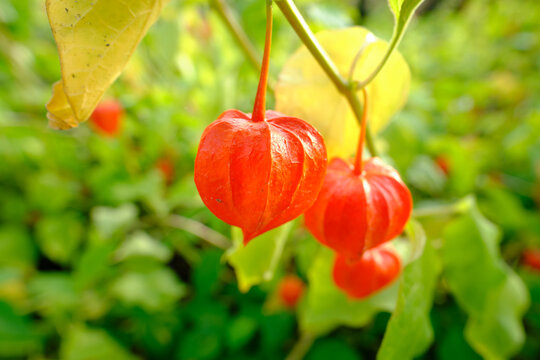 Close-up of Physalis alkekengi aka bladder cherry, Chinese lantern, Japanese-lantern, strawberry groundcherry or winter cherry.
