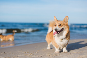 Happy welsh corgi pembroke dog at a beach
