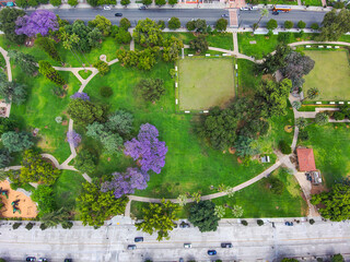 an aerial view of purple jacaranda trees and tall green pine trees and green grass at Old Town Park...