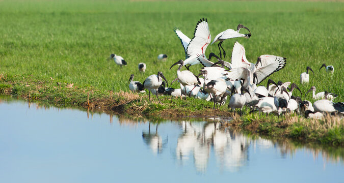Ibis flock standing by river in country