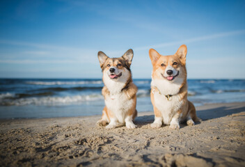 two Happy welsh corgi pembroke dogs at a beach