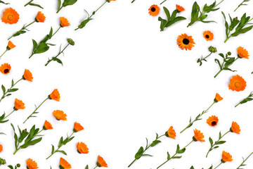Fototapeta premium Flowers Calendula ( Calendula officinalis, pot marigold, ruddles, garden marigold ) on a white background with space for text. Top view, flat lay. Medicinal herb