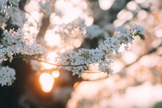 Cherry Blossoms