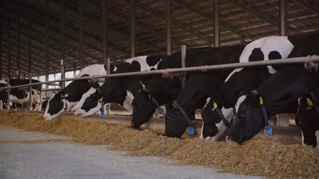 Morning feeding of cows at a dairy farm