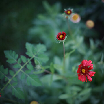 In The Garden