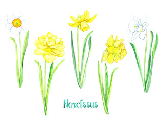 Narcissus flowers collection isolated on white hand painted watercolor illustration with handwritten inscription