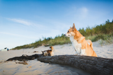 Happy welsh corgi pembroke dog at a beach