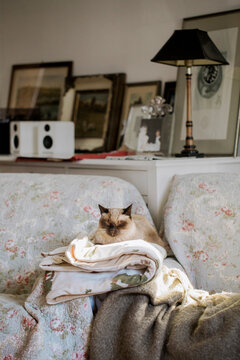 Cat naps on folded blanket on top of two armschairs armrest