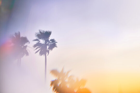 Beautiful burst of colors, abstract prism photo of palm trees